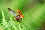 Ein startender Marienkfer - Guten Flug...