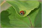 Ein Marienkäfer auf der Suche nach Blattläusen.