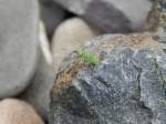 Am Ufer des Rheins entdeckte ich diesen kleinen grünen Krabbler.