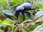 Hirschkfer-(Lucanus cervus)weibchen; auf Nahrungssuche; 130831