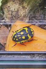Skarab�usk�fer, (Pachnoda fissipuncta), lebt in Afrika), wird bis zu 3 cm gro�.