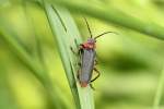 Gemeiner Weichkfer (Cantharis fusca) am 24.5.2010 in Bad Ksen.