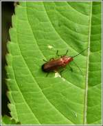 Ein rotgelber Weichkfer (Rhagonycha fulva) auf einem Brennnesselblatt.