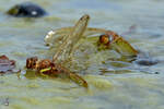 Frisch geschlpfte oder ins Wasser  gefallene  Mosaikjungfern? (Gtzkow, August 2013)