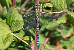 Blaugrne Mosaikjungfer (Aeshnidae) im Garten - 08.10.2022