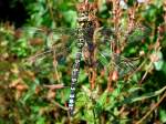 Libelle (Cordulegasteridae)am Bahndamm-Biotop nhe Ried;100918