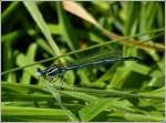 Mnnchen des Blauen Federlibelle (Platycnemis pennipes).