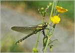 Eine Gemeine Keiljungfer (Gomphus vulgatissimus) bei der Nahrungsaufnahme der gefangenen Beute eines kleinen Spinnennetzes.