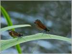 Weibchen der Blauflgel-Prachtlibelle (Calopteryx virgo) aufgenommen am 26.07.2012.