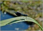 Mnnchen der Gebnderten Prachtlibelle (Calopteryx splendens) aufgenommen am 25.07.2012.