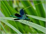 Gebnderte Prachtlibelle (Calopteryx splendens).