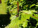 Gebnderte Prachtlibelle (Calopteryx splendens) Weibchen, wirft ihren Schatten auf ein Buchenblatt; 130520