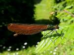 Gebnderte Prachtlibelle (Calopteryx splendens)weibl.; bei einer kurzen Rast; 130520