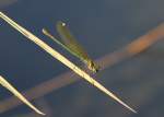 Weibchen einer Gebnderten Prachtlibelle (Calopteryx splendens) am 20.7.2010 bei Neuried am Oberrhein.