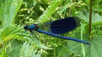 Eine mnnliche Blauflgel-Prachtlibelle aufgenommen am 10.06.2016 am Dieksee in Lingen an der Ems