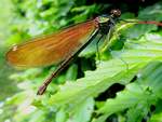 Gebnderte Prachtlibelle (Calopteryx splendens), Weibchen; macht eine kurze Rast auf einem Blatt; 130520