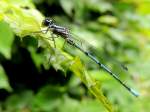 Gemeine Becherjungfer (Enallagma cyathigerum)♂  bei einem kurzem Zwischenstop; 120603