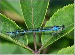 Gemeine Becherjungfer (Enallagma cyathigerum), aufgenommen am 22.07.2012.