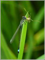 Groe Pechlibelle (Ischnura elegans) mit Beute.