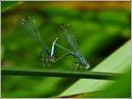 Große Pechlibellen (Ischnura elegans) bei der Paarung.