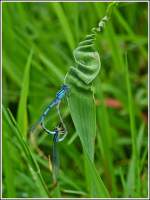 Paarungsrad eines Gemeinen Becherjungferprchens (Enallagma cyathigerum).