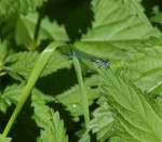 Hufeisen-Azurjungfer (Coenagrion puella) in den Saale Wiesen bei Pottiga.