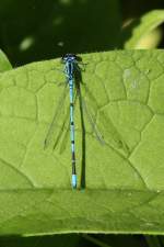 Mnnchen einer Hufeisen-Azurjungfer (Coenagrion puella) am 18.7.2010 am Rhein bei Rust.