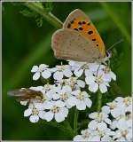 Ein kleiner Feuerfalter (Lycaena phlaeas) saugt Nektar auf einer Blte gemeinsam mit einer Fliege.