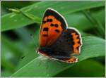 Ein kleiner Feuerfalter (Lycaena phlaeas) setzt sich kurz auf einen Grashalm.