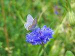 Hauhechel-Bluling (Polyommatus icarus), aufgenommen am 31.07.2009