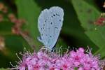 Faulbaum Bluling nascht Nektar an einer Blte.