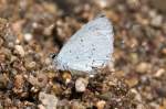Lycaenidae, Faulbaum Bl�uling, Celastrina argiolus, 19.06.2007, Olot, Spanien