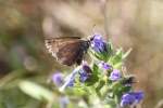 Kronwicken-Dickkopffalter (Erynnis tages) am 20.7.2010 bei Neuried am Oberrhein.