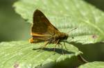 Hesperiidae, Rostfarbiger Dickkopffalter, Ochlodes venatum, 19.06.2007, Olot, Spanien