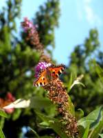 Distelfalter im Garten (OLDENBURG/Deutschland, 24.08.2005)