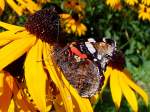 Admiral(Vanessa atalanta)ist auf einer Blte gelandet;110907