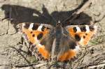 Nymphalidae, Kleiner Fuchs, Aglais urticae, 01.04.2012, Weisweil        