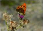 Auf einer Distelblhte ruhte sich der Kaisermantel (Argynnis paphia) fr kurze Zeit aus.