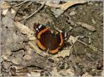 Auf einem sonnigen Waldweg landete dieser Admiral (Vanessa atalanta) am 04.07.2012.