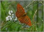 Dieser stattliche Kaisermantel (Argynnis paphia) ffnete seine Flgel komplett, um von mir fotografiert zu werden.