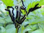 Raupen des Tagpfauenauges(Nymphalis) tummeln sich zuhauft auf groen Brennesseln; 120616