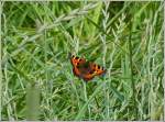 Ein kleiner Fuchs (Aglais urticae) in einem Grasfeld.