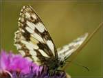 Ein Schachbrettschmetterling   (14.08.2012)