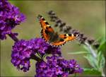 Ein Kleiner Fuchs (Aglais urticae) besucht den Sommerflieder.