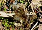   Waldbrettspiel (Pararge aegeria tircis) mit geschlossenen Flgeln auf dem Waldboden.