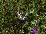 Schachbrett oder auch Damenbrett (Melanargia galathea)  23.07.2012