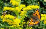 Ein Kleiner Fuchs (Aglais urticae) mit Wespen und Bienen am Busch 10092011