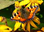 Dieser Schmetterling  Kleiner Fuchs  (Aglais urticae) hat sich auf der Suche nach Nektar auf dieser Blüte niedergelassen.