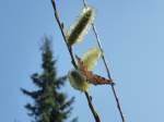 Ein Schmetterling der Art  Groer Fuchs  sitzt hier am 29.Mrz auf einem Palmktzchenstrauch in meinem Garten.