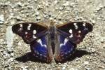 Nymphalidae, Kleiner Schillerfalter, Apatura ilia, 16.07.1995, Weisweil